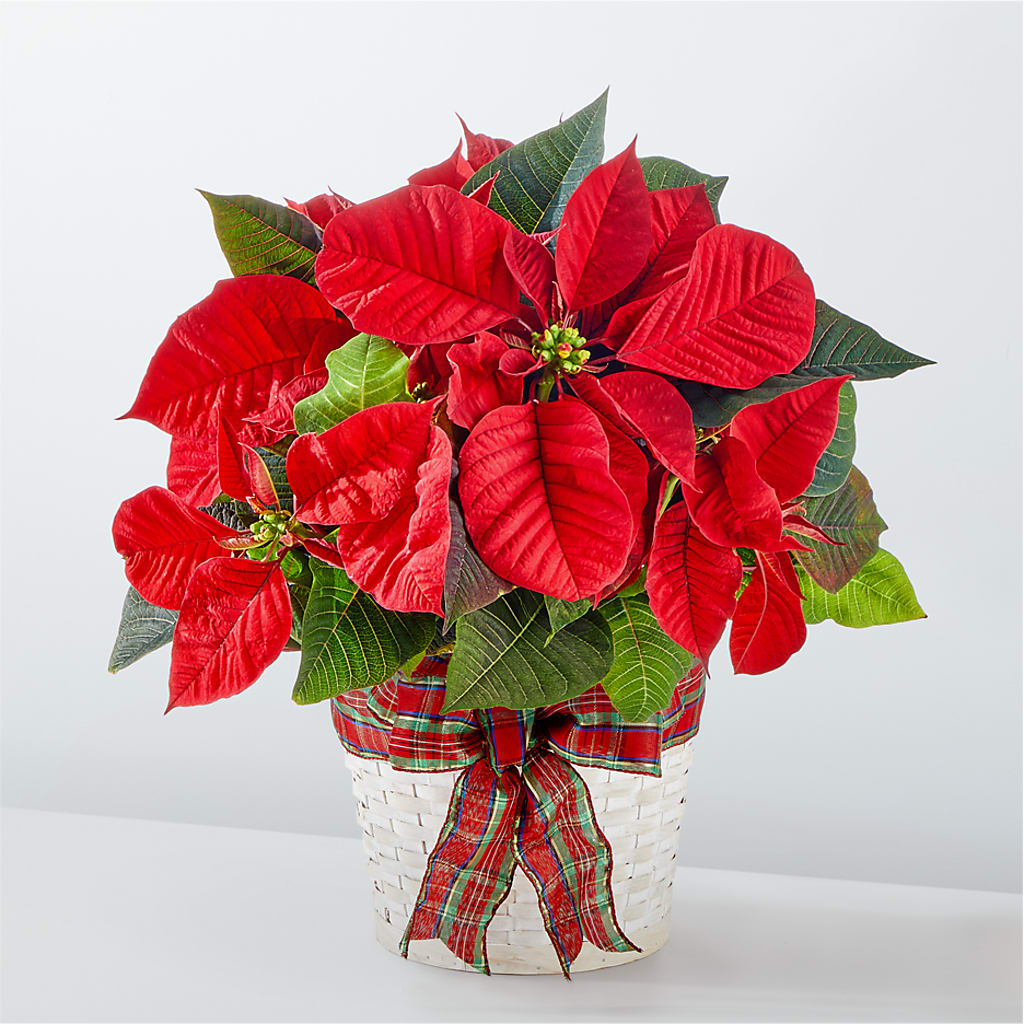 Happiest Holidays Poinsettia – Dreamy Flowers Llc, Wesley Chapel FL