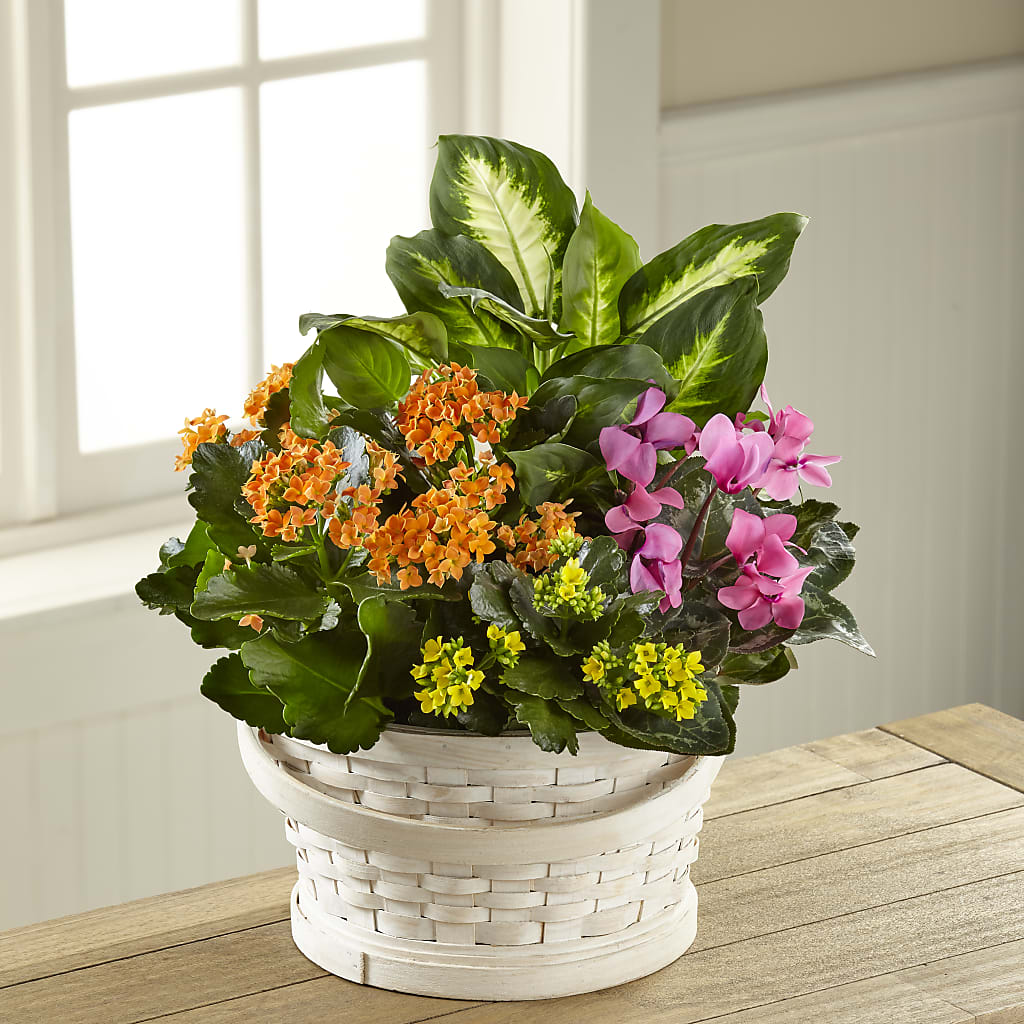 Color Crush Dishgarden – Dreamy Flowers Llc, Wesley Chapel FL