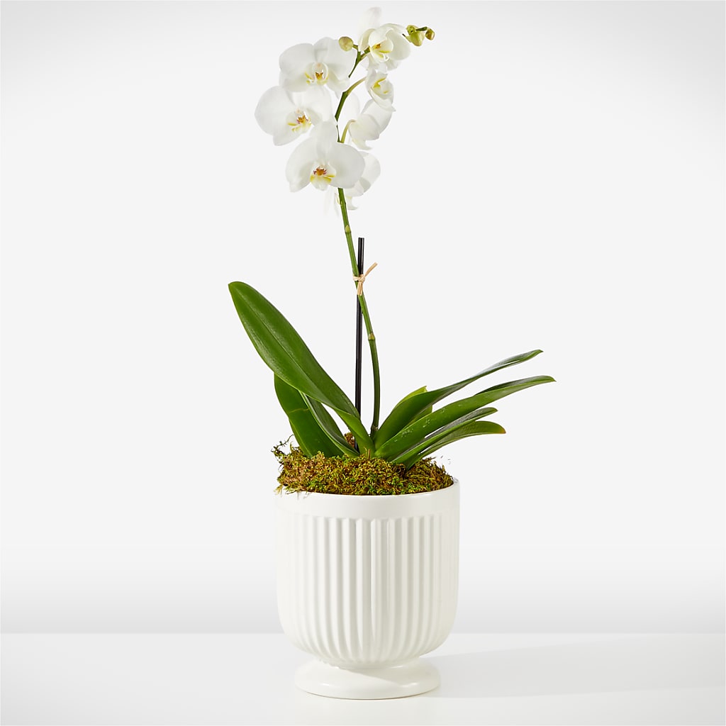 Whispering White Orchid – Dreamy Flowers Llc, Wesley Chapel FL
