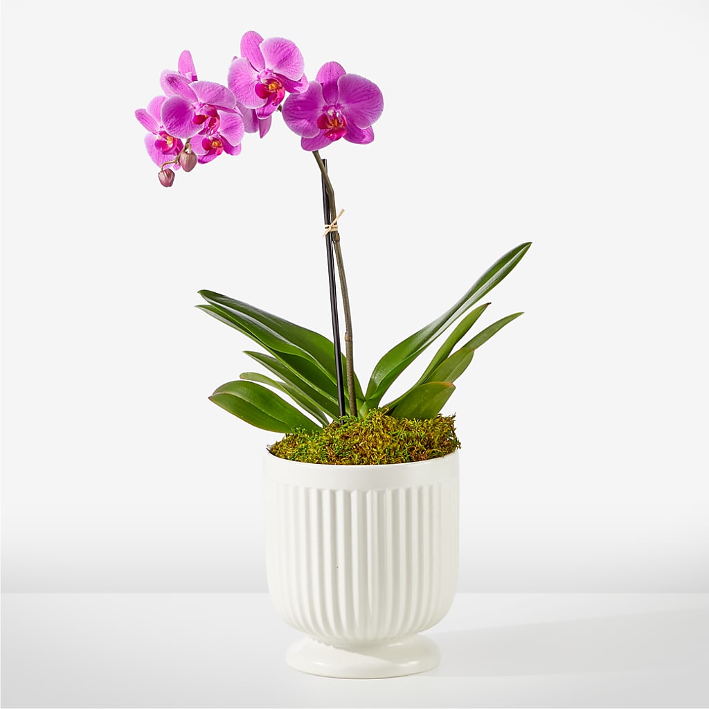 Friendly Fuchsia Orchid – Dreamy Flowers Llc, Wesley Chapel FL
