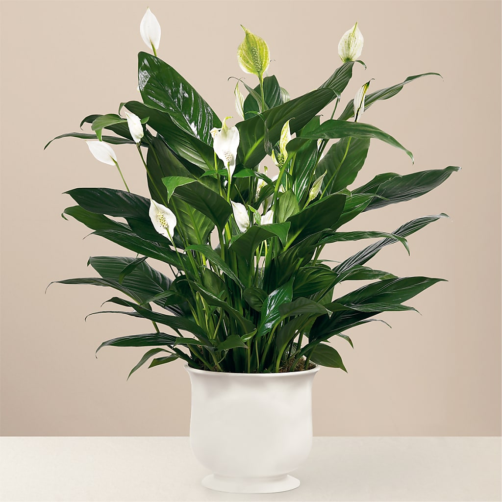 Comfort Planter – Dreamy Flowers Llc, Wesley Chapel FL