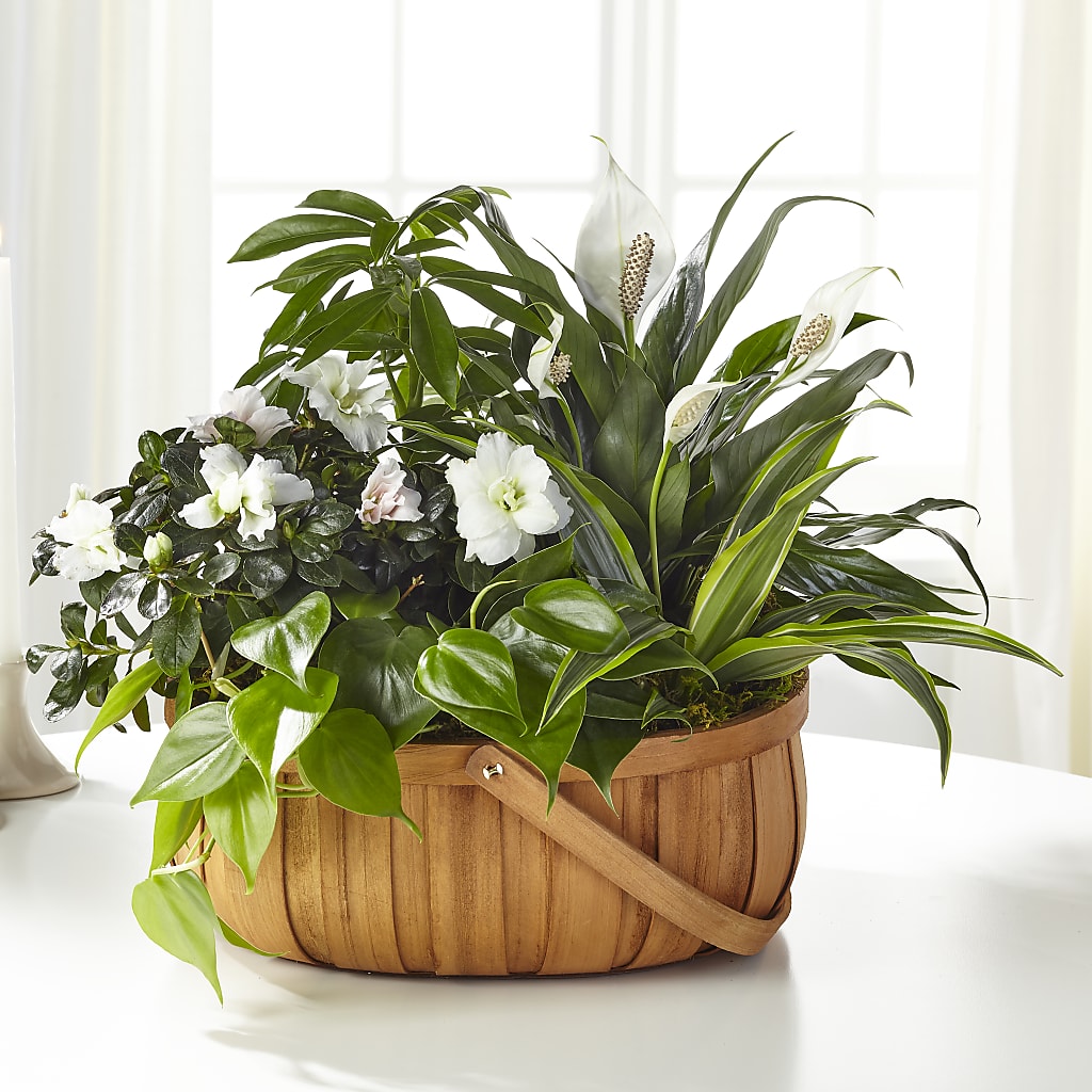 Serene Dishgarden – Dreamy Flowers Llc, Wesley Chapel FL