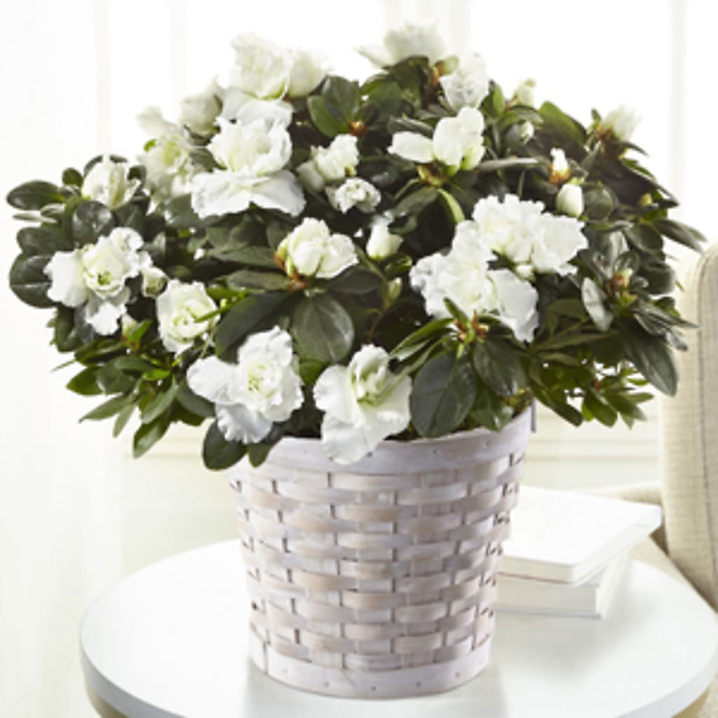 White Azalea Plant – Dreamy Flowers Llc, Wesley Chapel FL