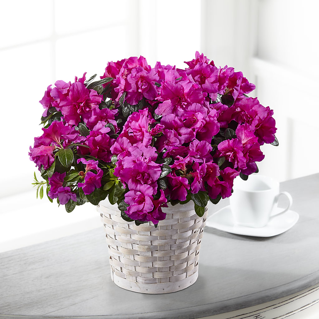 Hope & Serenity Azalea Plant – Dreamy Flowers Llc, Wesley Chapel FL