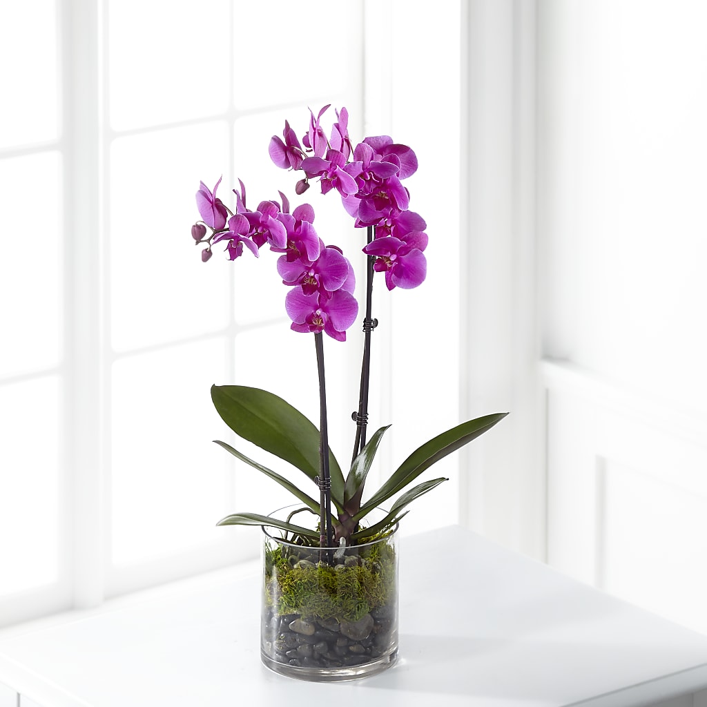 Pink Orchid Plant – Dreamy Flowers Llc, Wesley Chapel FL
