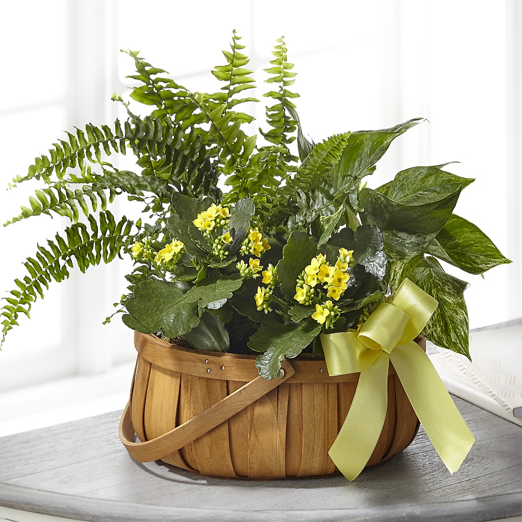Always Dear Dishgarden – Dreamy Flowers Llc, Wesley Chapel FL