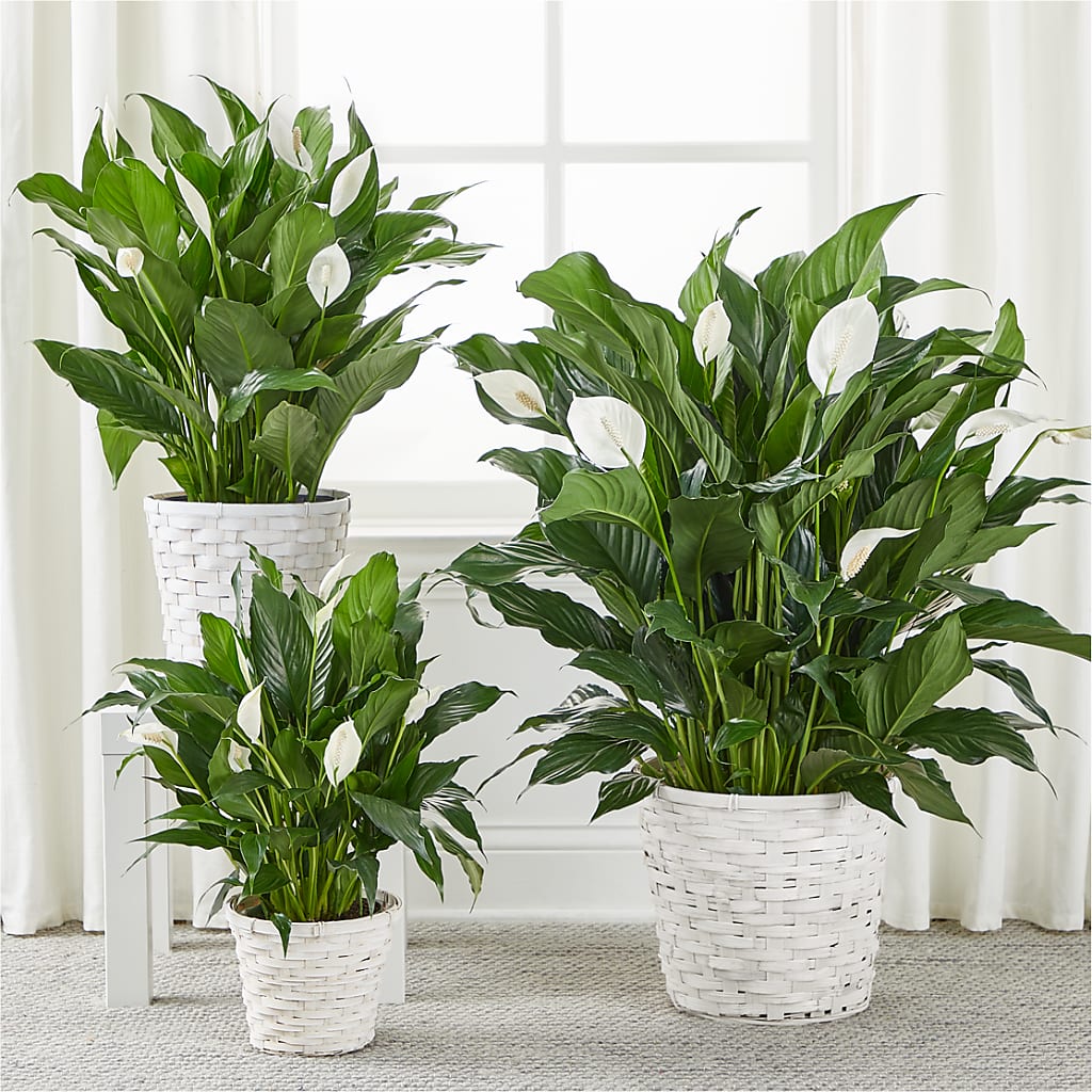 A New Leaf Peace Lily – Dreamy Flowers Llc, Wesley Chapel FL