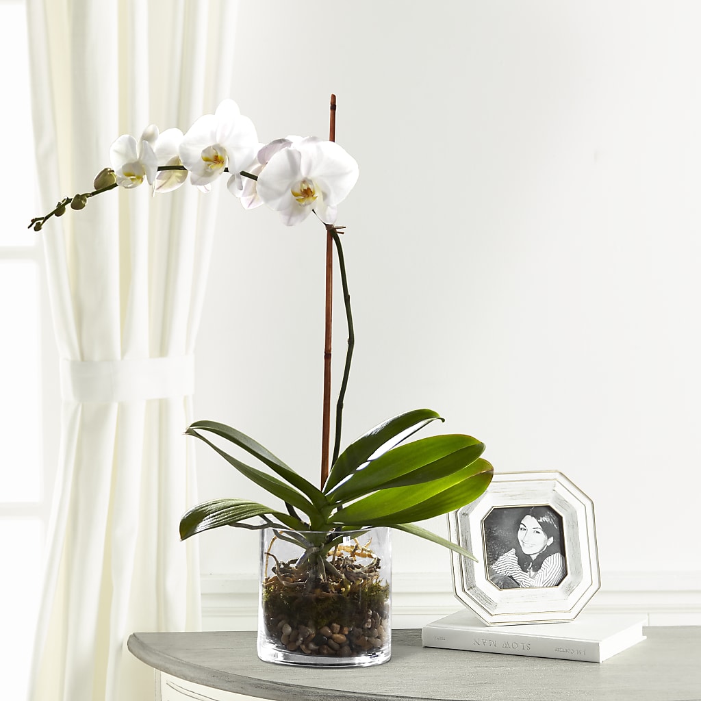 White Orchid Planter – Dreamy Flowers Llc, Wesley Chapel FL