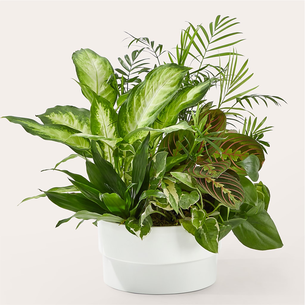 Radiating Positivity Dishgarden – Dreamy Flowers Llc, Wesley Chapel FL
