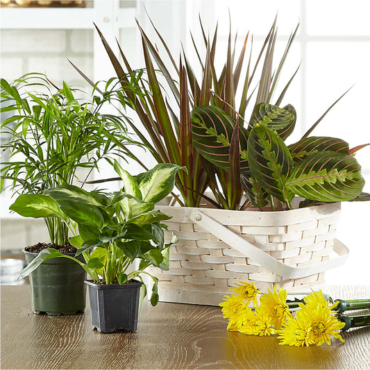 Florist Designed Blooming and Green Plants in a Basket –  Dreamy Flowers Llc, Wesley Chapel FL