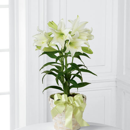 Easter Lily Plant –  Dreamy Flowers Llc, Wesley Chapel FL