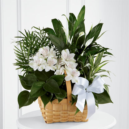 Peace & Serenity Dishgarden –  Dreamy Flowers Llc, Wesley Chapel FL
