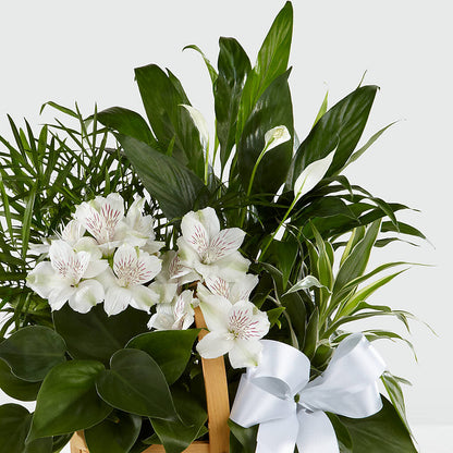 Peace & Serenity Dishgarden –  Dreamy Flowers Llc, Wesley Chapel FL