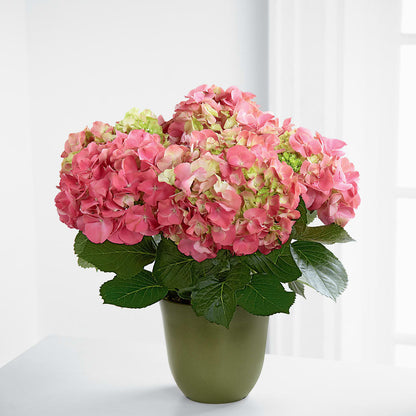 Pink Hydrangea Planter –  Dreamy Flowers Llc, Wesley Chapel FL