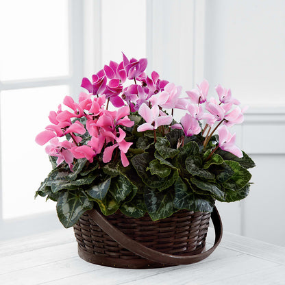 Mixed Cyclamen Planter –  Dreamy Flowers Llc, Wesley Chapel FL