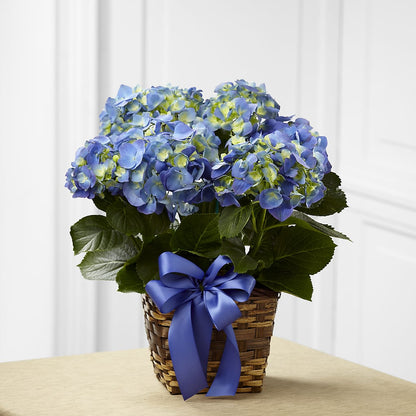 Blue Hydrangea Planter –  Dreamy Flowers Llc, Wesley Chapel FL