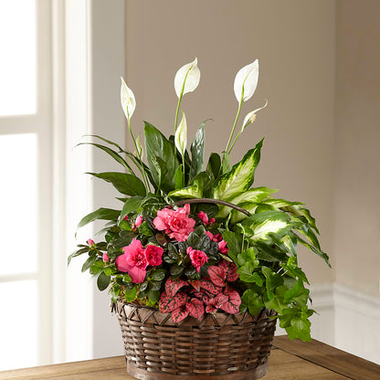 Dream in Pink Dishgarden –  Dreamy Flowers Llc, Wesley Chapel FL