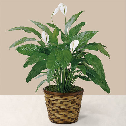Tranquil Moments Peace Lily Plant –  Dreamy Flowers Llc, Wesley Chapel FL