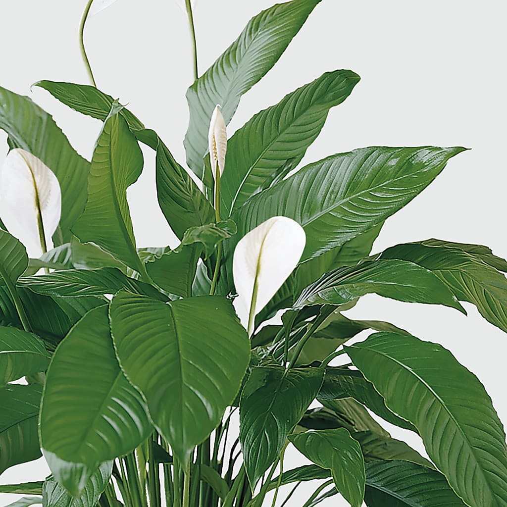 Tranquil Moments Peace Lily Plant –  Dreamy Flowers Llc, Wesley Chapel FL