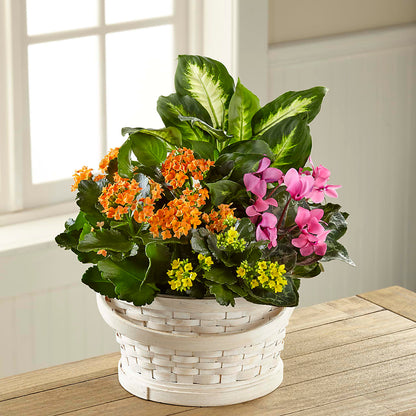 Color Crush Dishgarden –  Dreamy Flowers Llc, Wesley Chapel FL