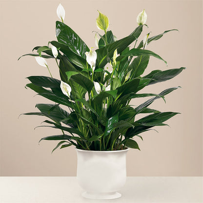 Comfort Planter –  Dreamy Flowers Llc, Wesley Chapel FL
