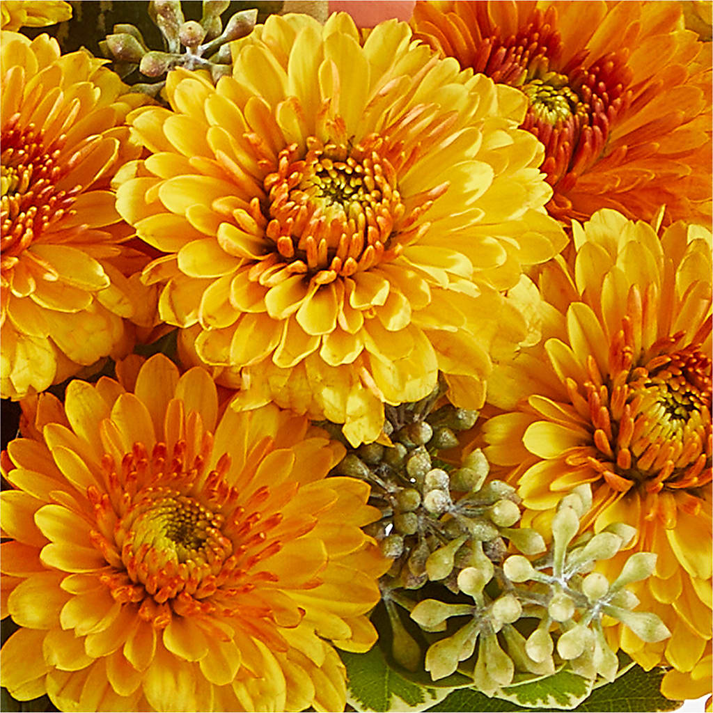 Peachy Pumpkin –  Dreamy Flowers Llc, Wesley Chapel FL
