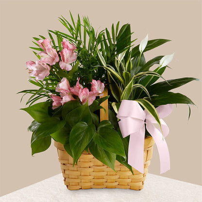 Living Spirit Dishgarden –  Dreamy Flowers Llc, Wesley Chapel FL
