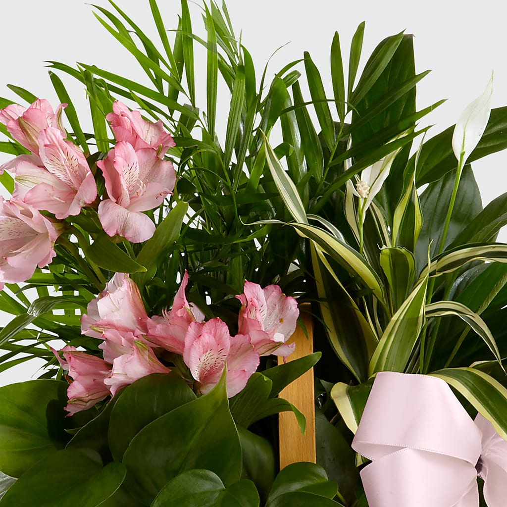 Living Spirit Dishgarden –  Dreamy Flowers Llc, Wesley Chapel FL
