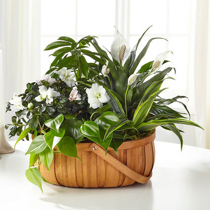 Serene Dishgarden –  Dreamy Flowers Llc, Wesley Chapel FL