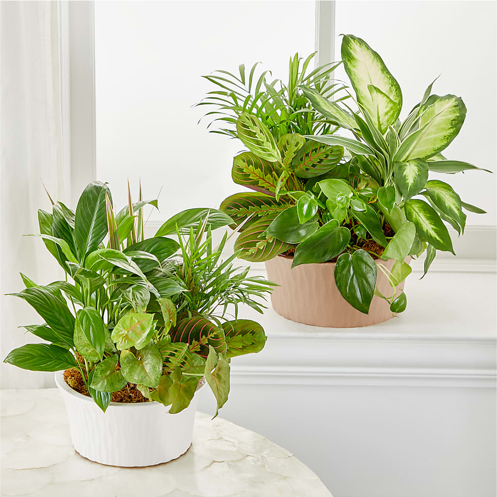 Balance & Harmony Dishgarden –  Dreamy Flowers Llc, Wesley Chapel FL