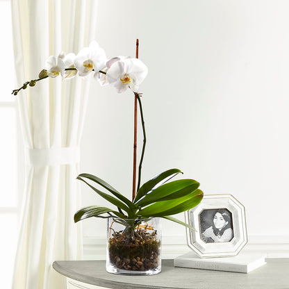 White Orchid Planter –  Dreamy Flowers Llc, Wesley Chapel FL