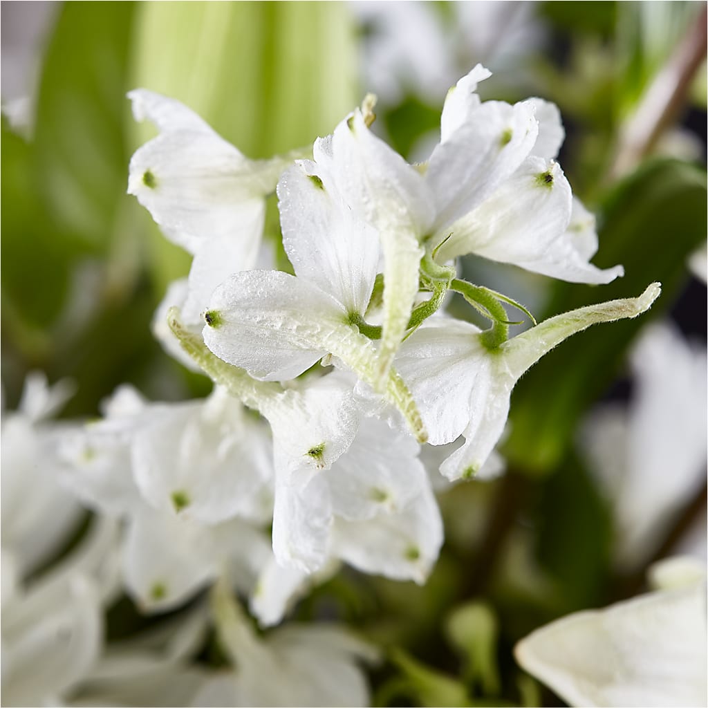 Classic Ivory – A Florist Original –  Dreamy Flowers Llc, Wesley Chapel FL